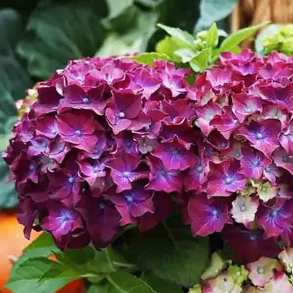 Яркий и насыщенный цвет